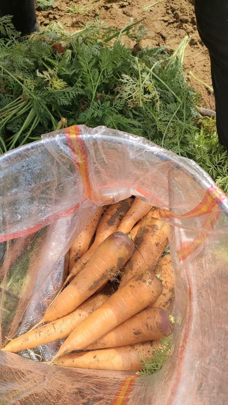 河北衡水胡萝卜承接各大平台各种包装质量保证价格从优