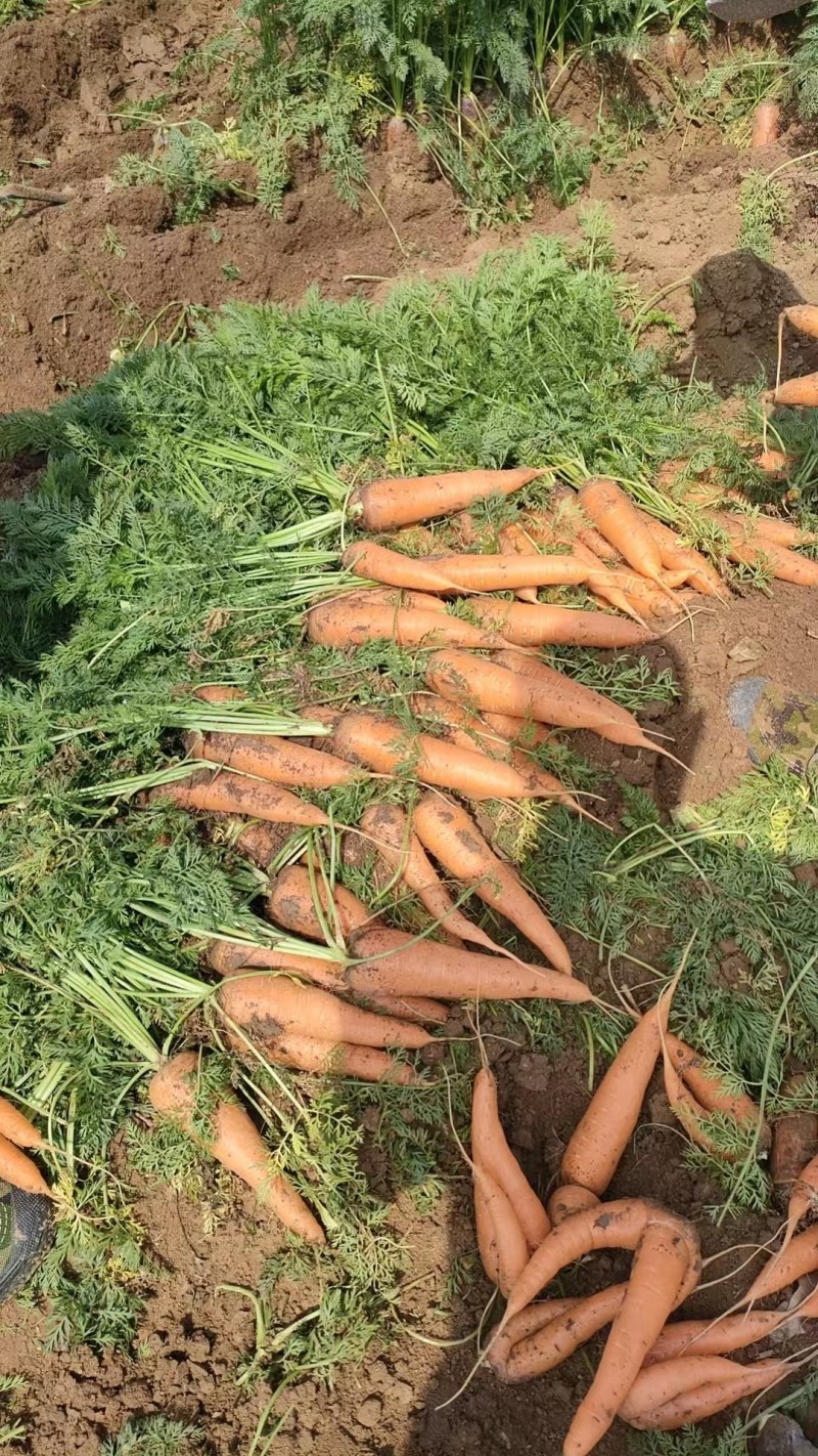 河北衡水胡萝卜承接各大平台各种包装质量保证价格从优