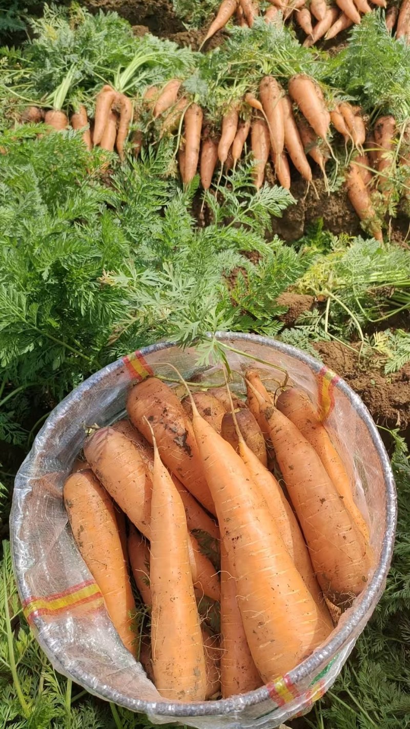 河北衡水胡萝卜承接各大平台各种包装质量保证价格从优