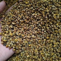 野菊花正宗大别山野生无硫菊花正品特级干花菊米散装批发