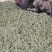 河南芸豆，白不老，品质好，视频看货，线上保障交易