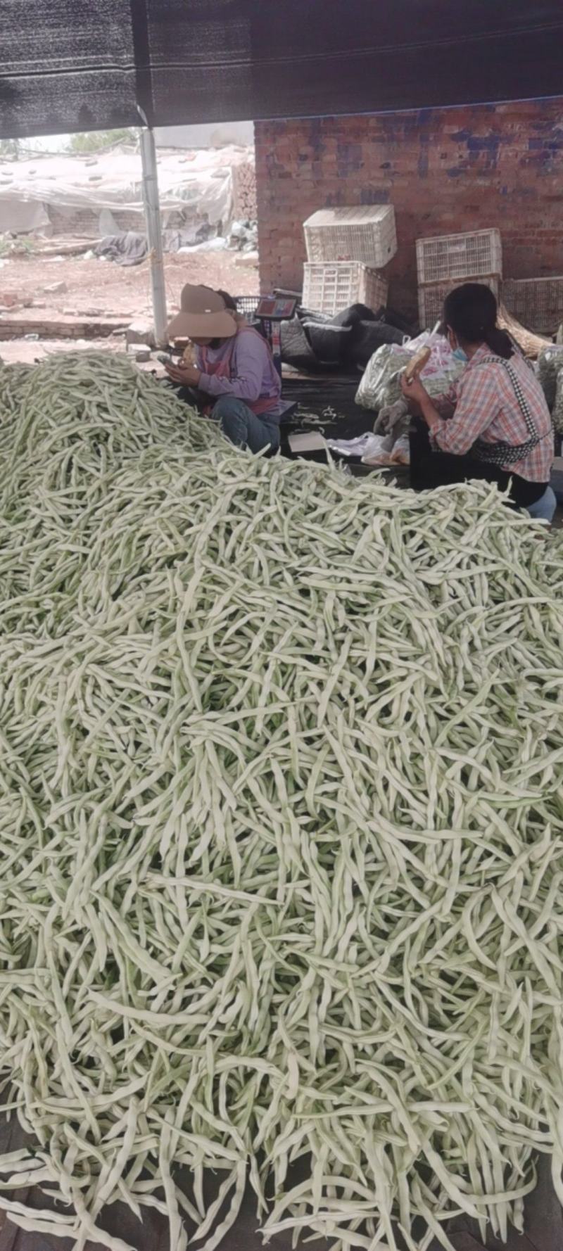 河南芸豆，白不老，品质好，视频看货，线上保障交易