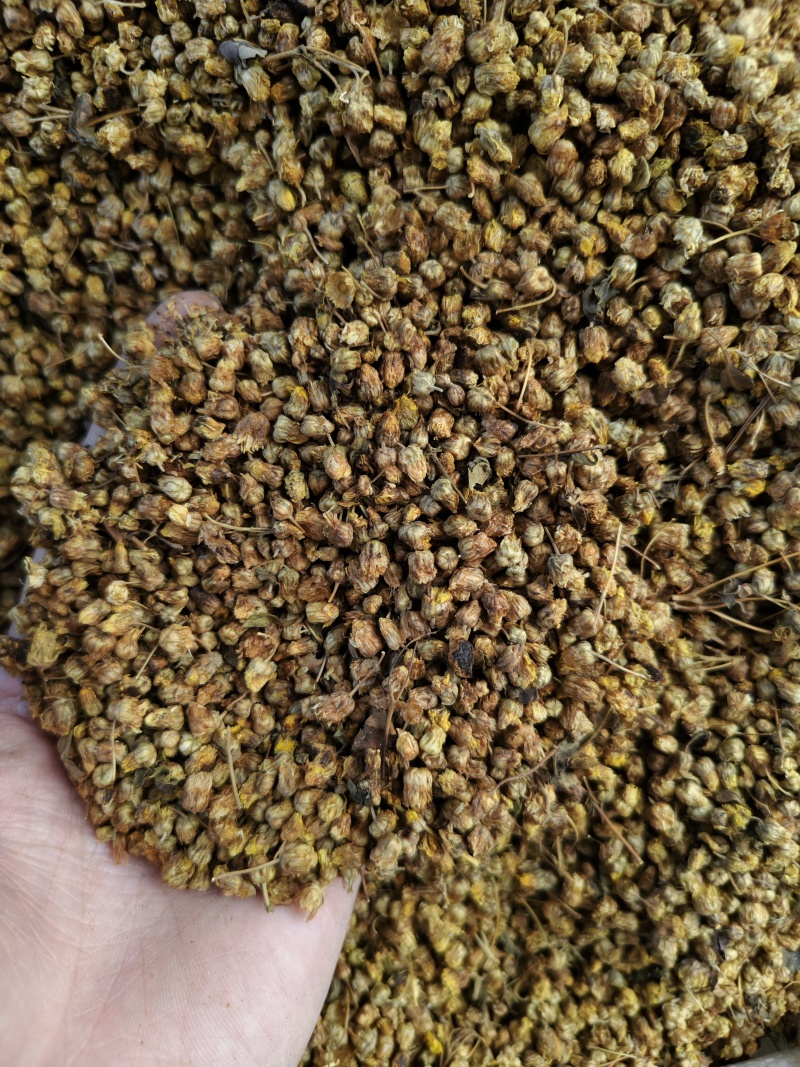 野菊花正宗大别山野生无硫菊花正品特级干花菊米散装批发