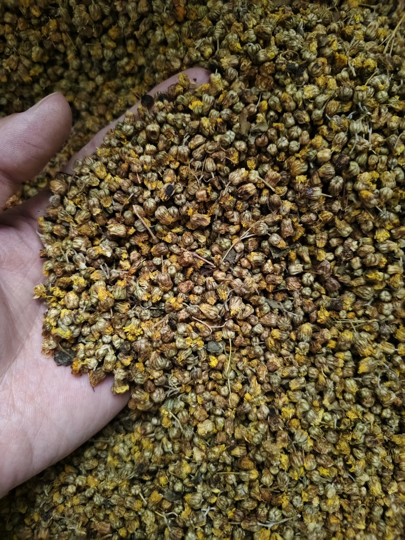 野菊花正宗大别山野生无硫菊花正品特级干花菊米散装批发