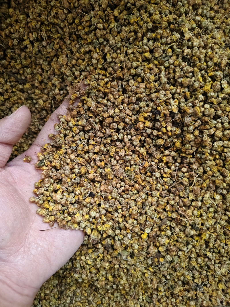 野菊花正宗大别山野生无硫菊花正品特级干花菊米散装批发