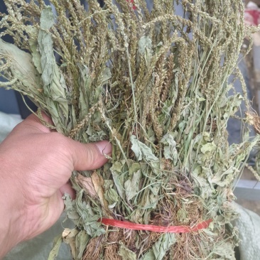 车前草，全草干品产地直发