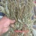 车前草，全草干品产地直发
