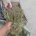 车前草，全草干品产地直发