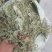 车前草，全草干品产地直发