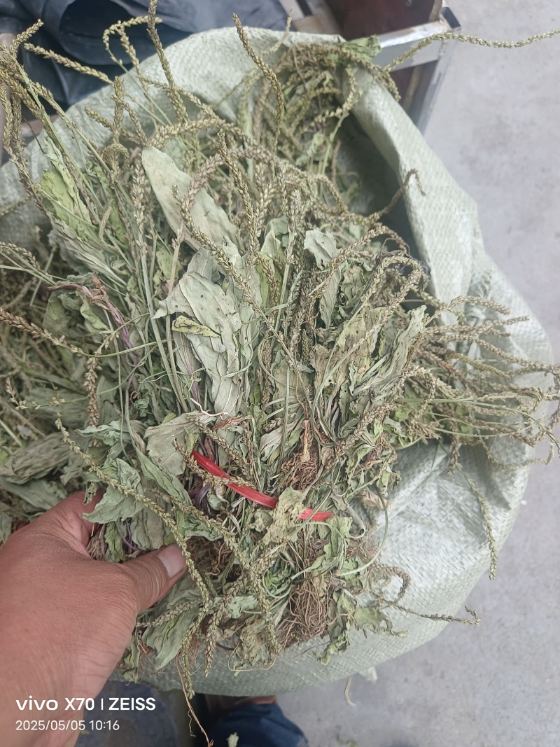 车前草，全草干品产地直发
