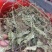 车前草，全草干品产地直发