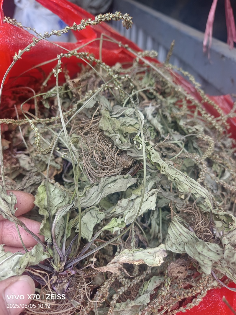 车前草，全草干品产地直发
