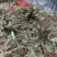 车前草，全草干品产地直发