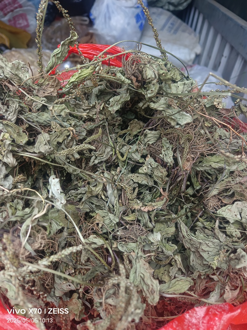 车前草，全草干品产地直发