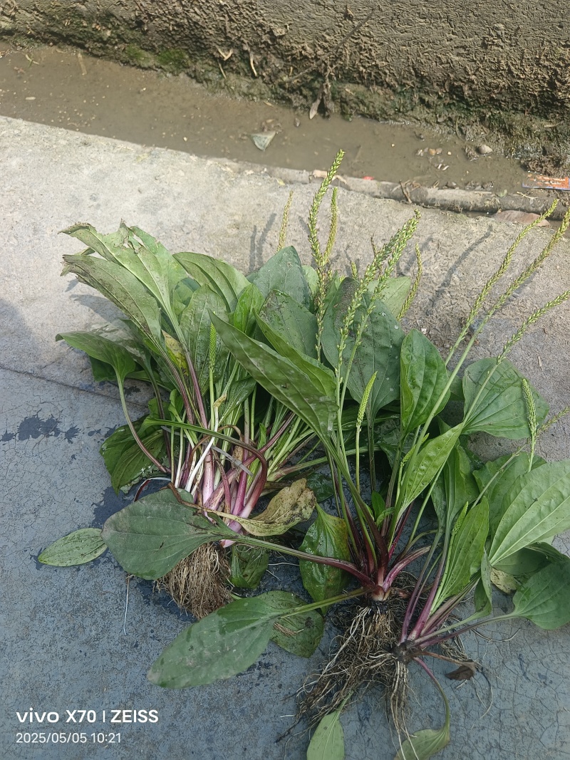 车前草，全草干品产地直发