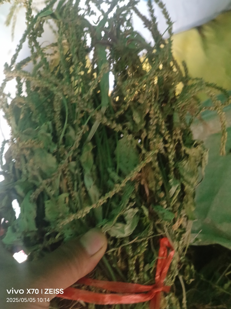车前草，全草干品产地直发