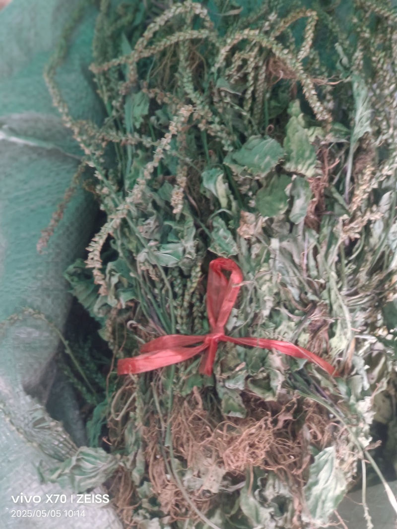 车前草，全草干品产地直发