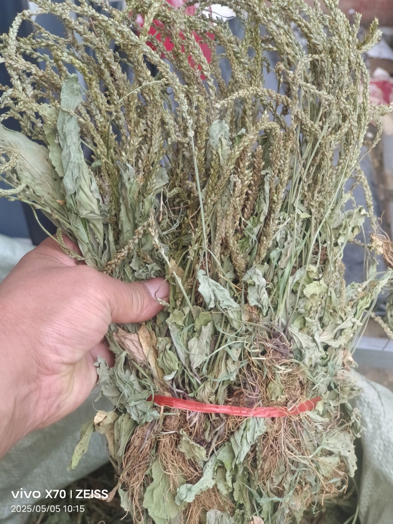 车前草，全草干品产地直发