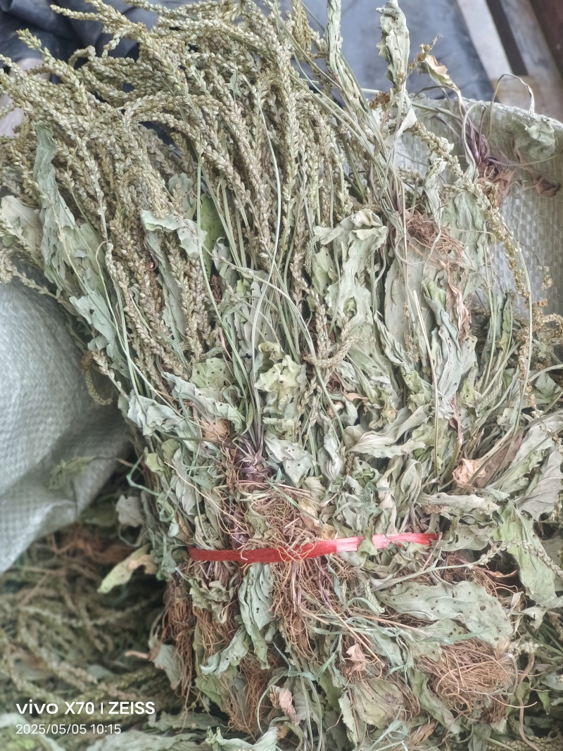 车前草，全草干品产地直发