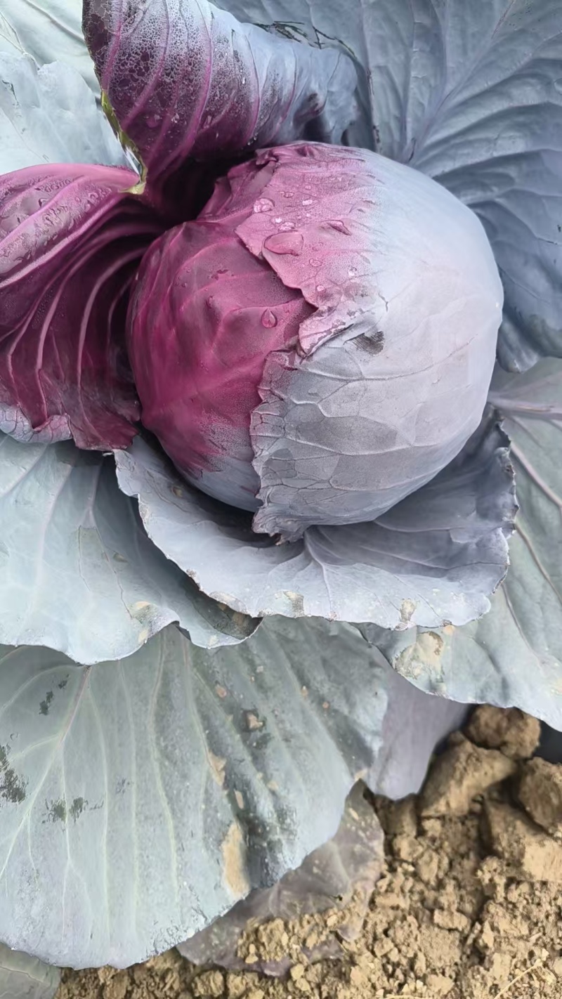 甘肃紫甘蓝，大量有货，大量供应，产地直发，电商市场超市