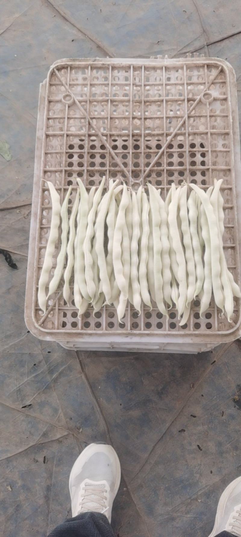 河南芸豆，白不老，基地直供。视频看货，线上保障交易。