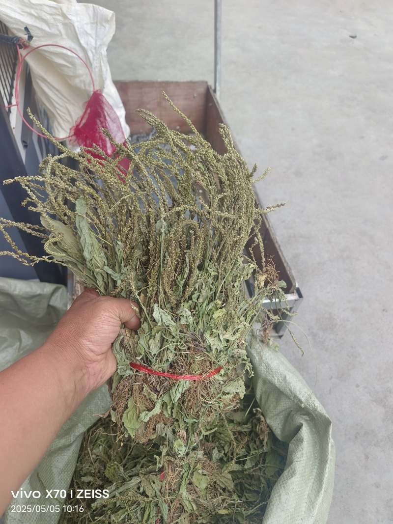 车前草，全草干品产地直发