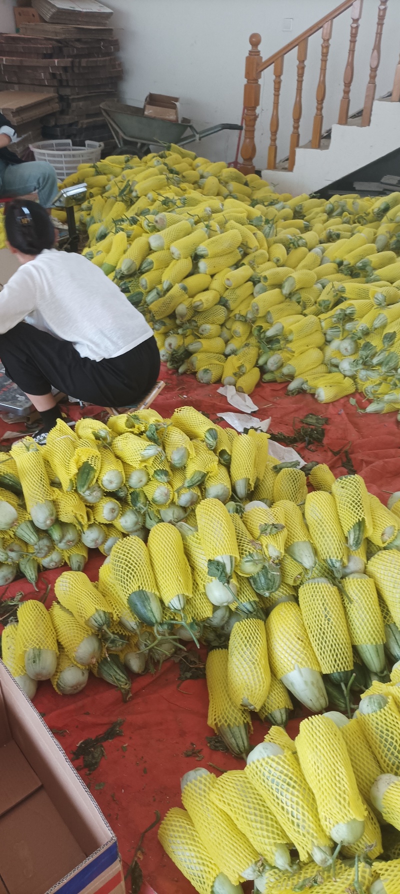 博洋九号，六一r万亩基地，大量供应，保质保量价格优。