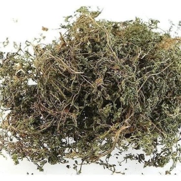 鹅不食草正品中药材鹅不食草野生新鲜无硫切段散装批发