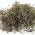 鹅不食草正品中药材鹅不食草野生新鲜无硫切段散装批发