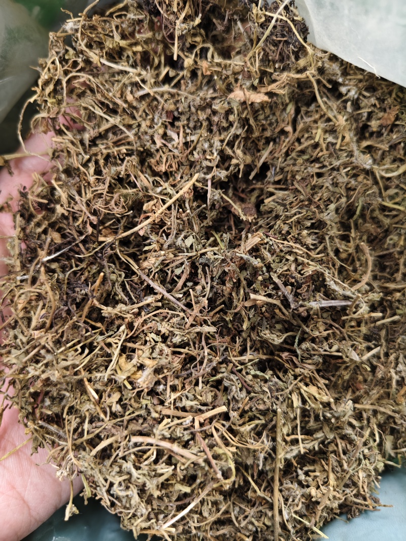 鹅不食草正品中药材鹅不食草野生新鲜无硫切段散装批发