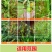 88.8%草甘膦铵除草剂高含量杂草除草剂斩草除根荒地果园