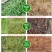 88.8%草甘膦铵除草剂高含量杂草除草剂斩草除根荒地果园