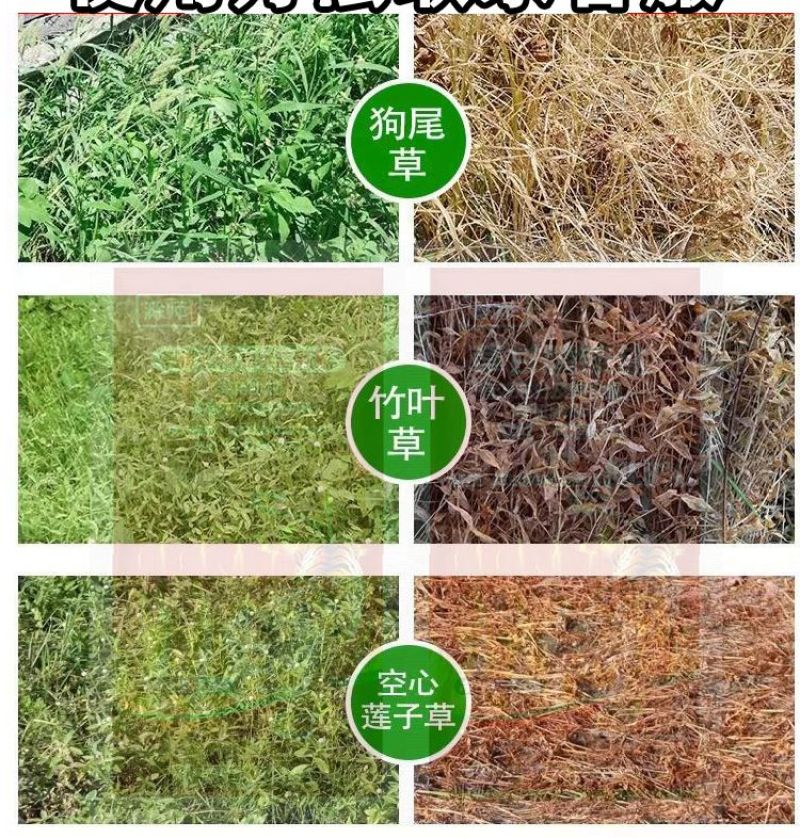 88.8%草甘膦铵除草剂高含量杂草除草剂斩草除根荒地果园