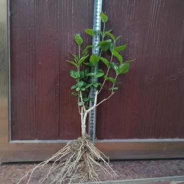 茉莉花苗精品/根壮/杆粗/苗旺产地直发全国发货