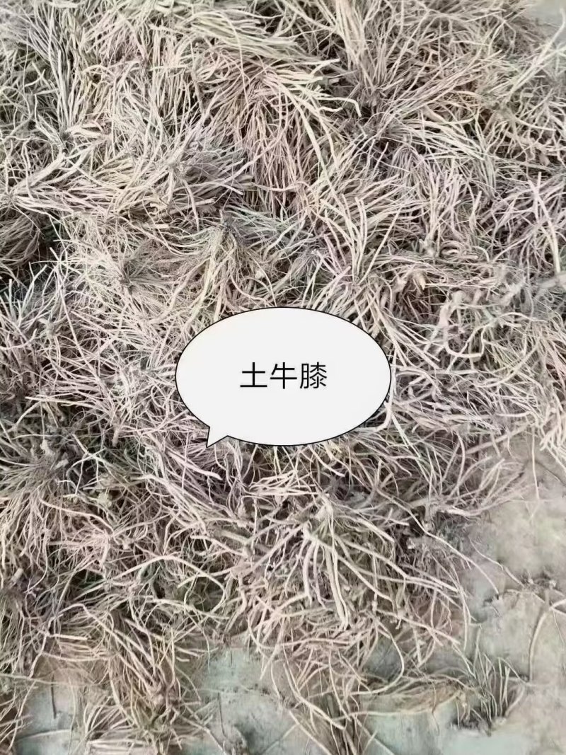 土牛膝