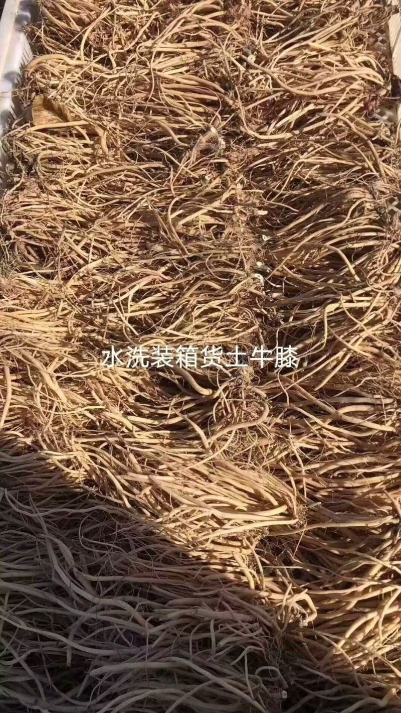 土牛膝