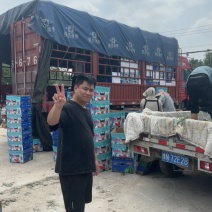 无籽美都麒麟西瓜大量接单产地直发量大从优欢迎来电