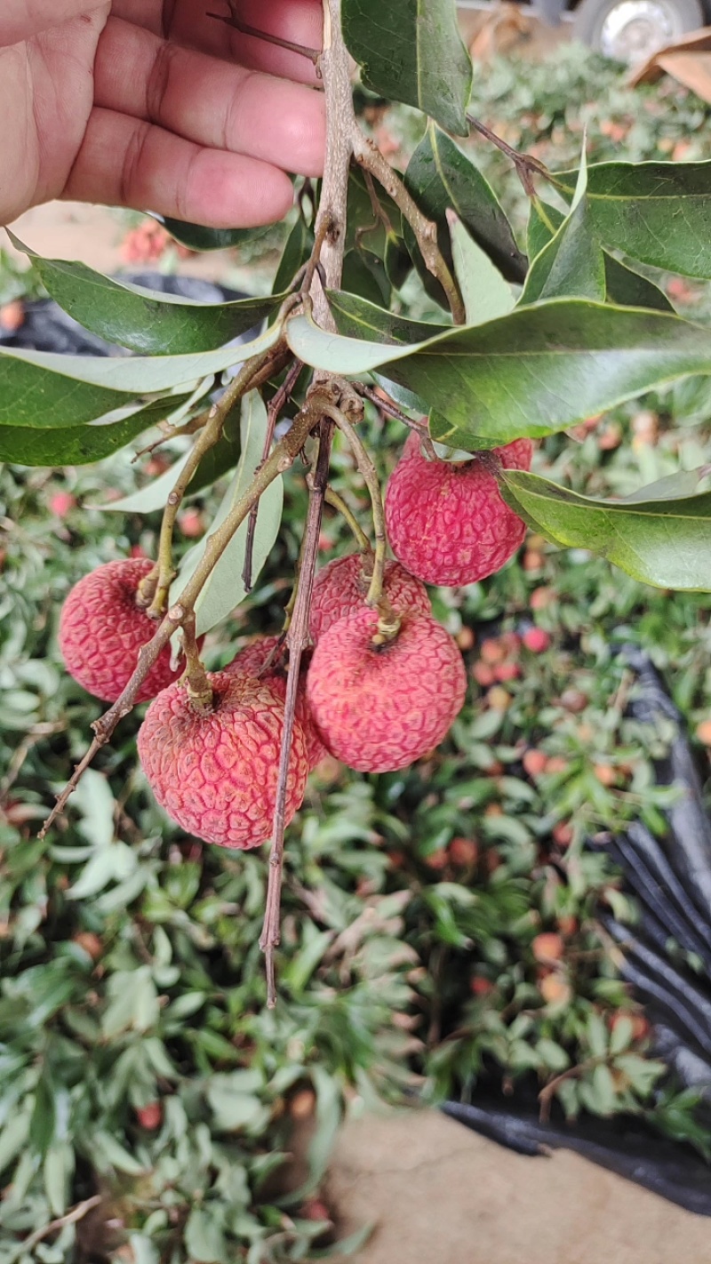 湛江市徐闻白糖罂荔枝，妃子笑荔枝，百家果