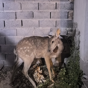 怀孕的梅花鹿
