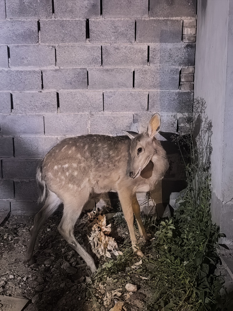 怀孕的梅花鹿