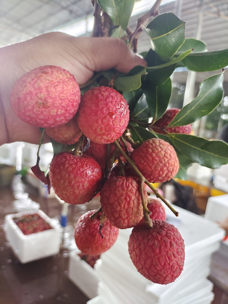 湛江市徐闻白糖罂荔枝，妃子笑荔枝，百家果