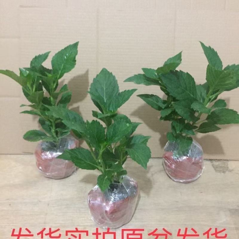 绣球老桩无尽夏多头大花型盆栽地栽室内外阳台