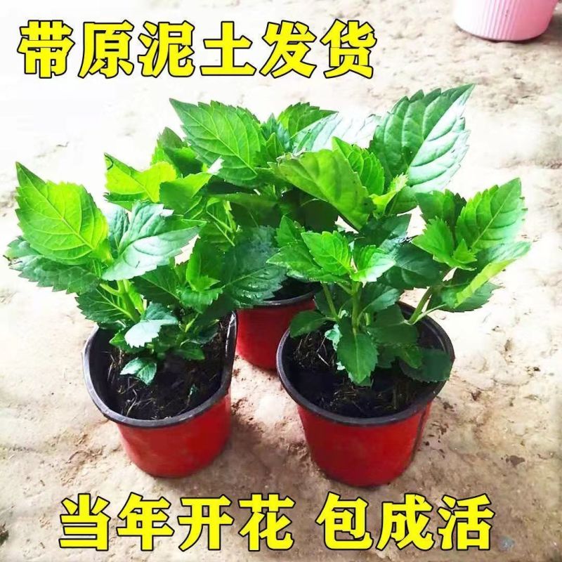 绣球老桩无尽夏多头大花型盆栽地栽室内外阳台