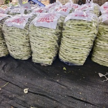 九粒白芸豆白不老豆角一手货源产地直发新鲜白芸豆