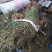贵州深山野生车前草当季新货