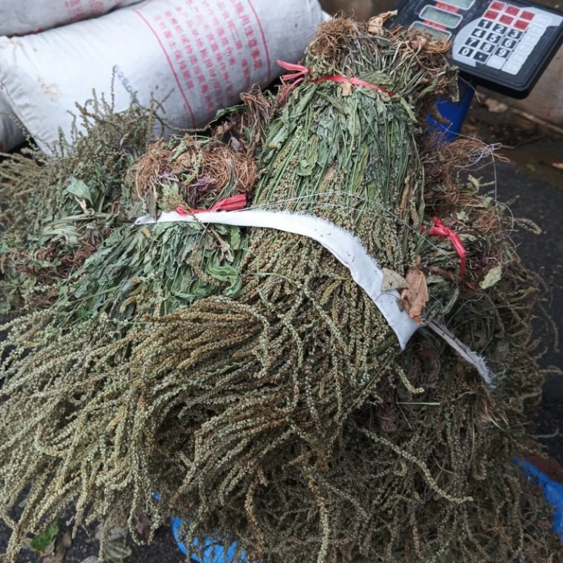 贵州深山野生车前草当季新货