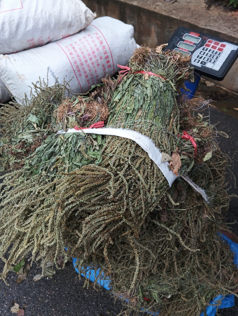 贵州深山野生车前草当季新货