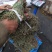 贵州深山野生车前草当季新货