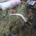 贵州深山野生车前草当季新货