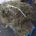 贵州深山野生车前草当季新货